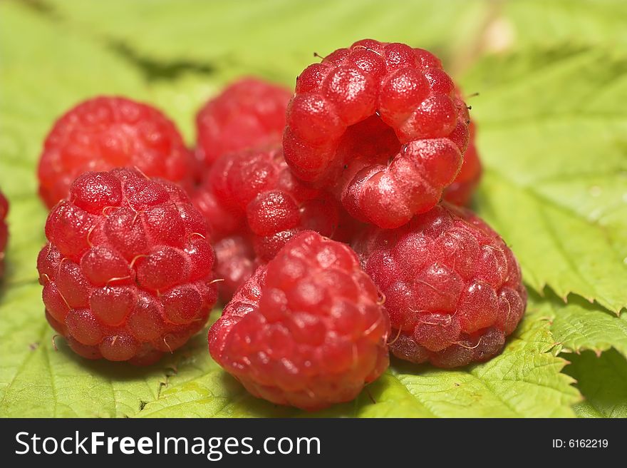 Group of raspberries against green leaves