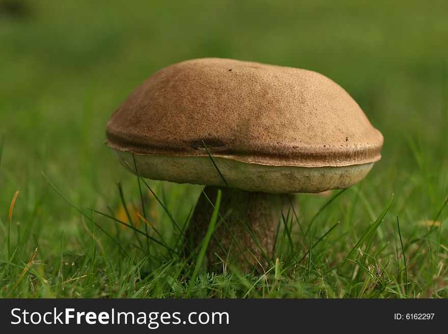 Autumn scene: Big brown mushroom in a field of grass