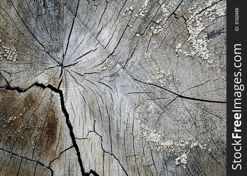 Close up of wooden texture with details