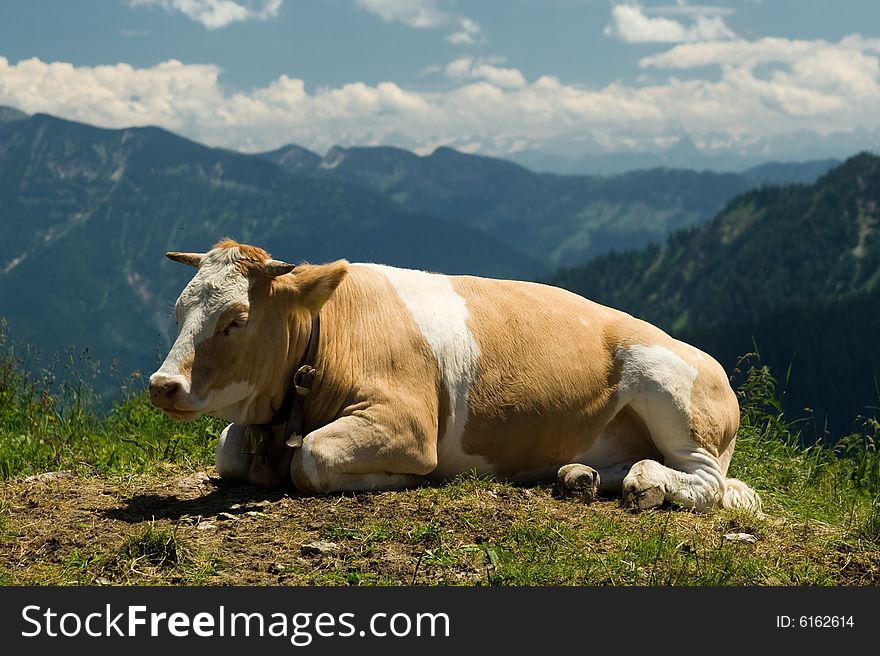 Mountain cow in Alps (Bavaria, Germany)