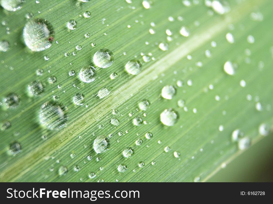 Water drops on the leaf (abstract background)