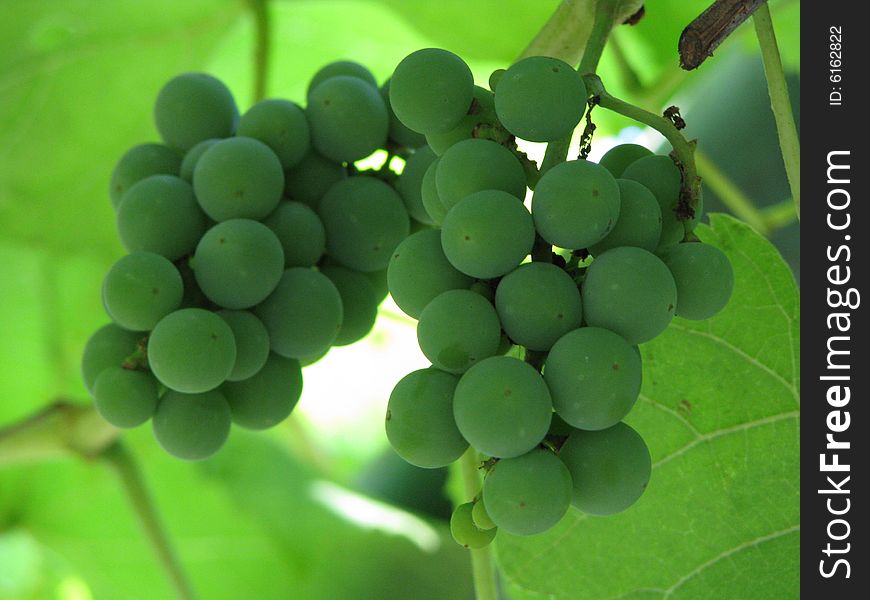 Two small green clusters of grapes. Two small green clusters of grapes