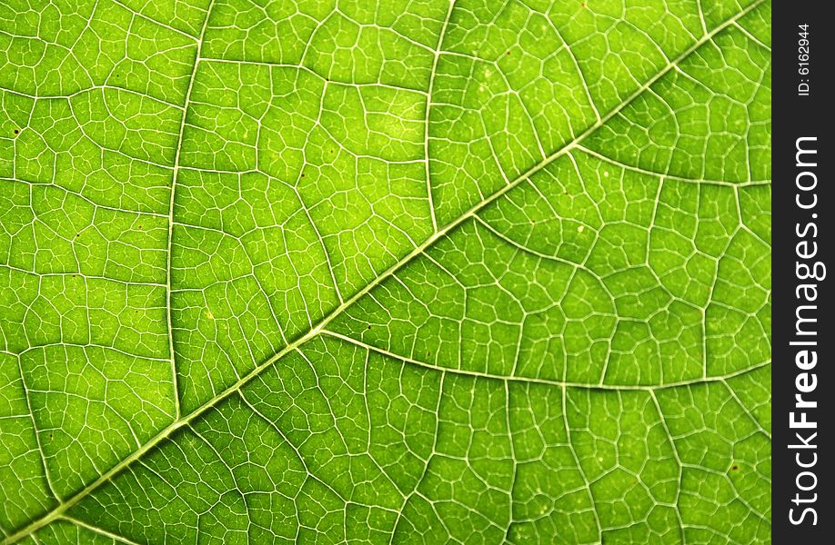 Fresh natural green leaf texture (abstract background)