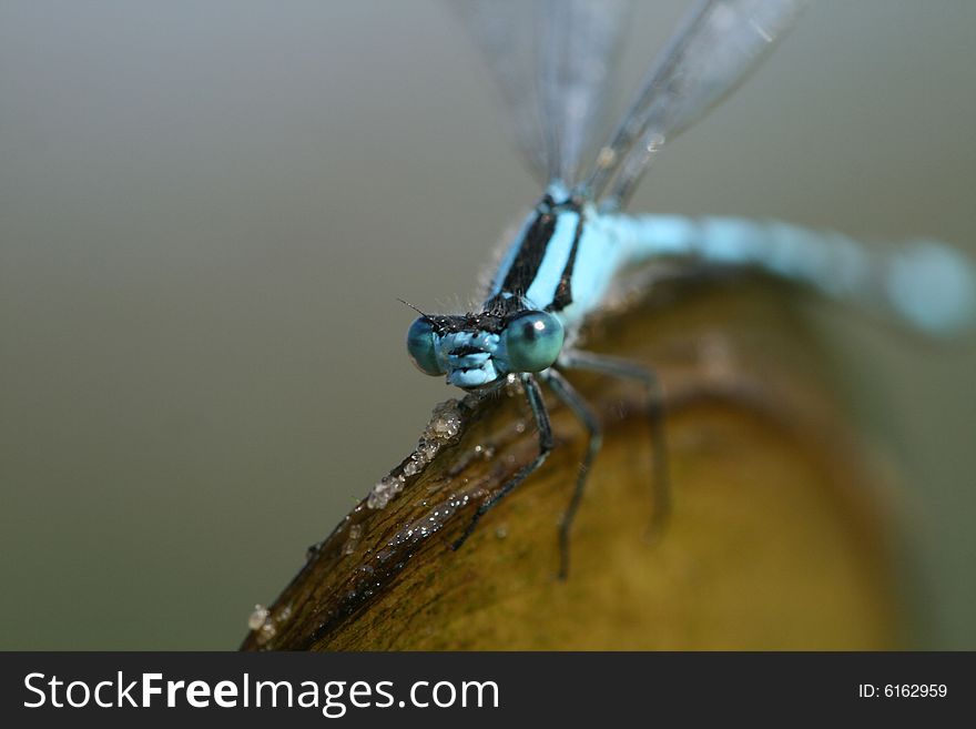 Close up photo with blue dragonfly and shell
