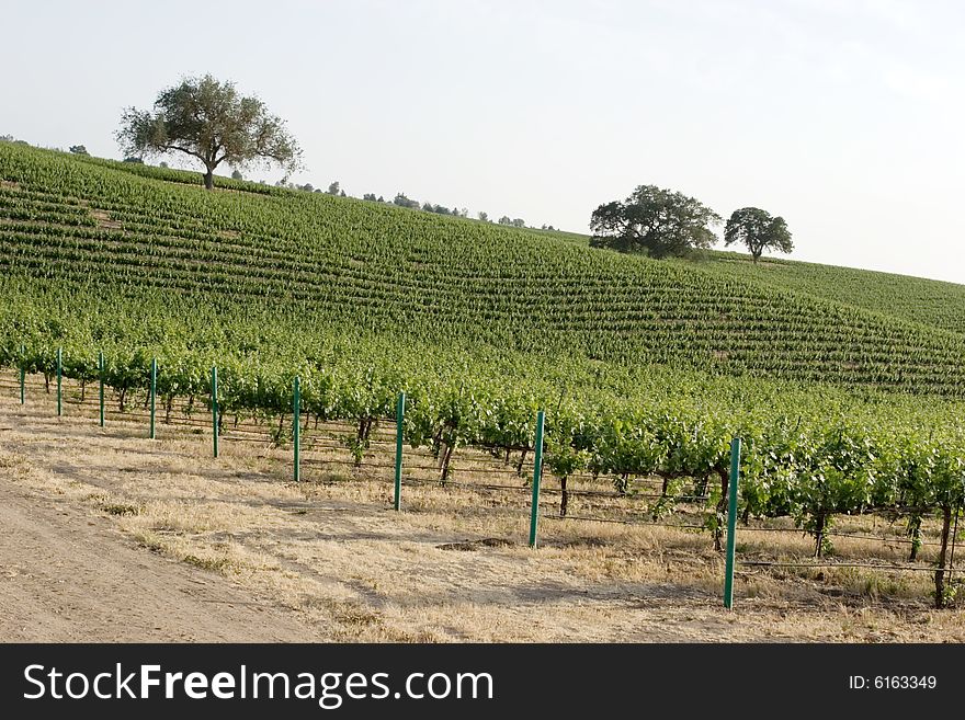 Beautiful green California vineyard landscape