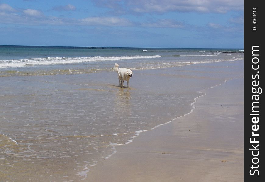 Dog by seaside