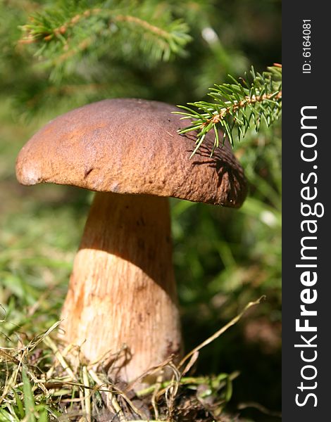 Boletus mushroom in the woods