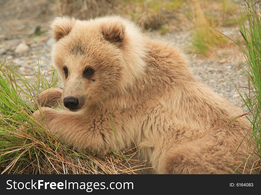 Grizzly Bear Cub III