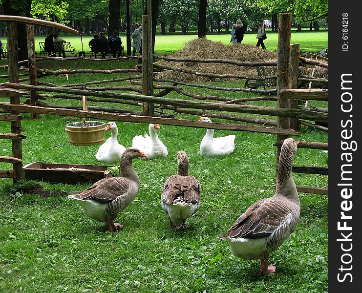 Two families of geese. At the exhibition of landscape design. Mikhaylovsky garden. St.Heretsburg. Two families of geese. At the exhibition of landscape design. Mikhaylovsky garden. St.Heretsburg.