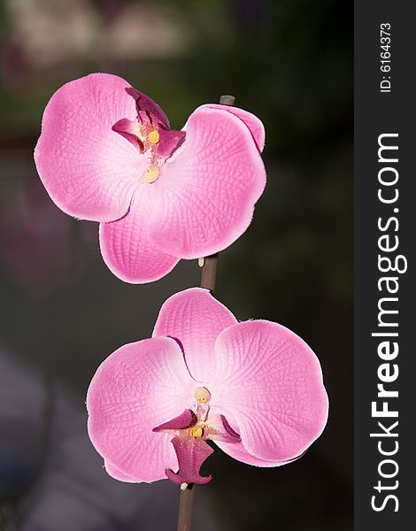 Beautiful pink orchid flowers closeup