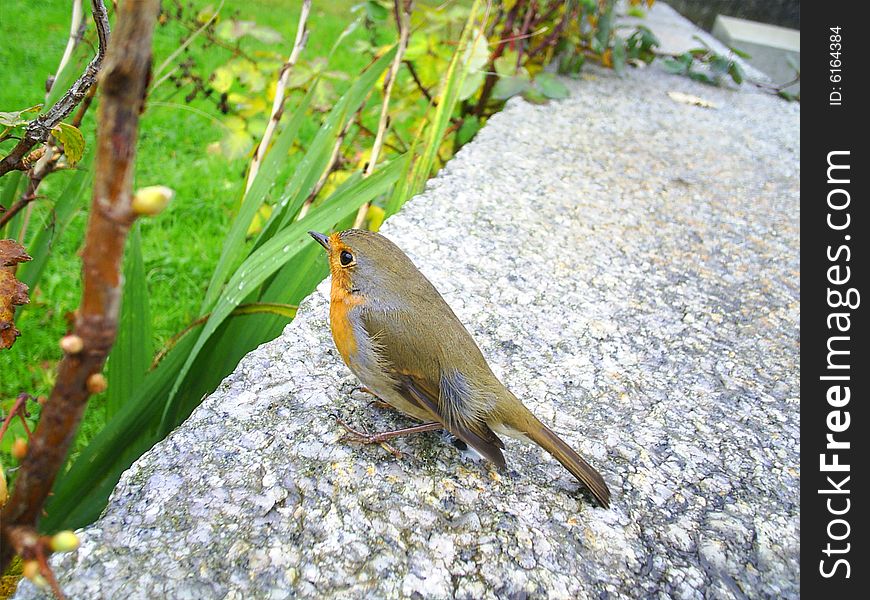 Multi-coloured Small Bird On A Stone.