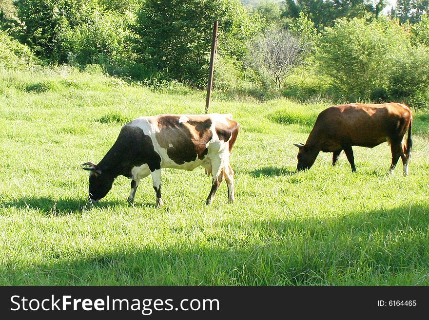 Cows on green herb on background of the year landscape