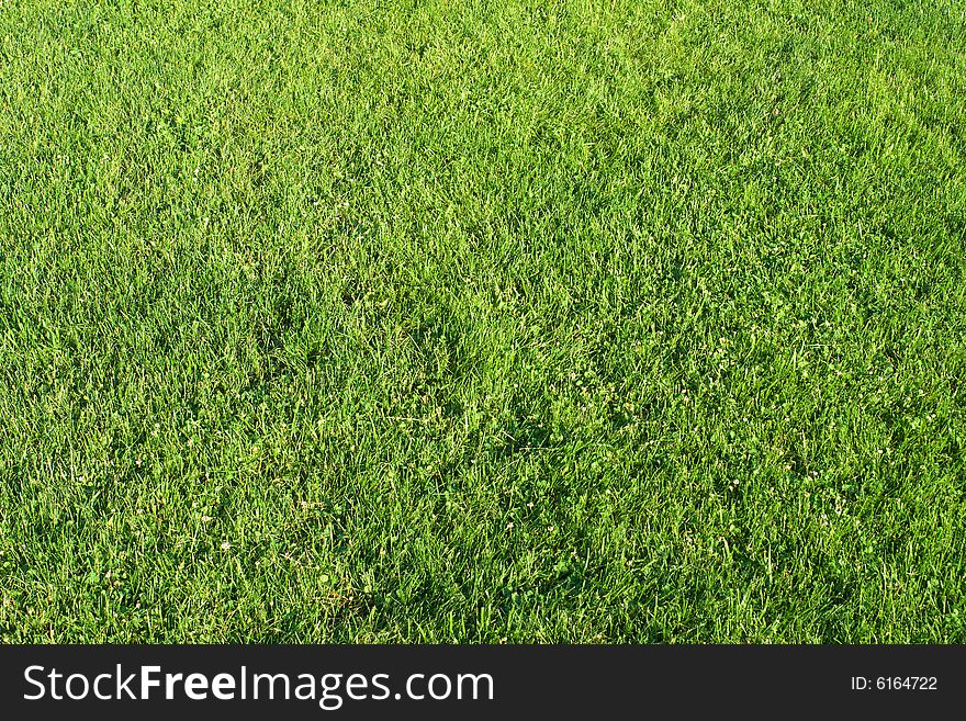 Field with cut green grass. Field with cut green grass