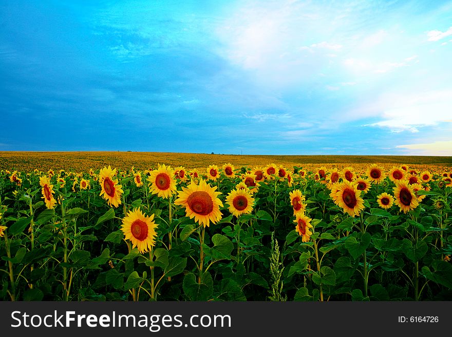 An image of a field of sunflowers. An image of a field of sunflowers
