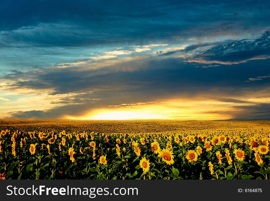 Field Of Sunflowers