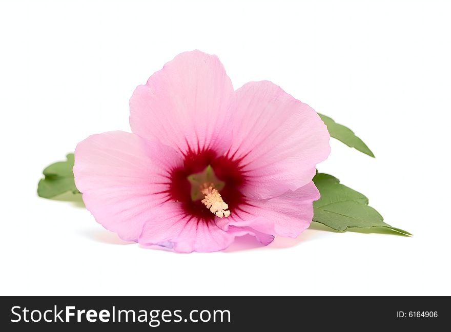 Flower isolated on white