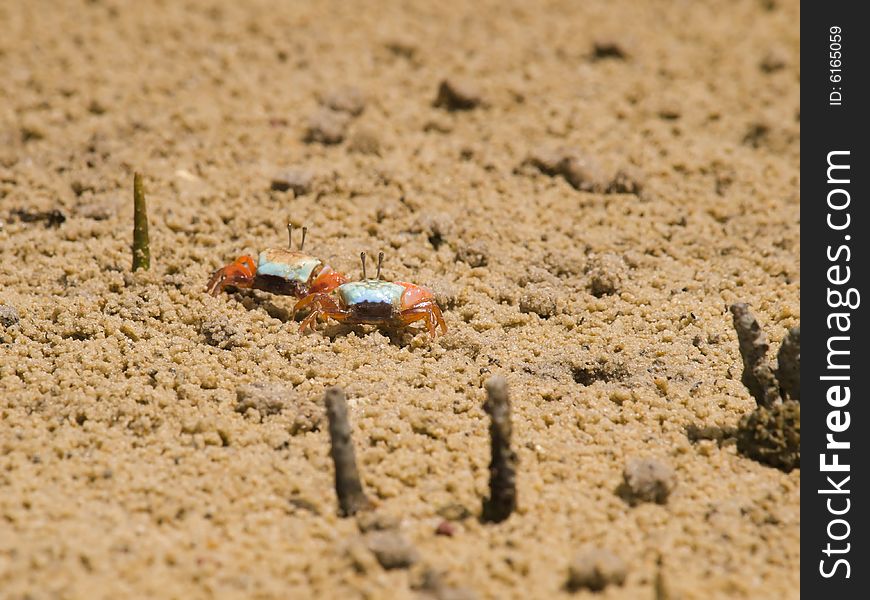 Pair of blue and orange juvenile male fiddler crabs on a muddy mangrove swamp beach