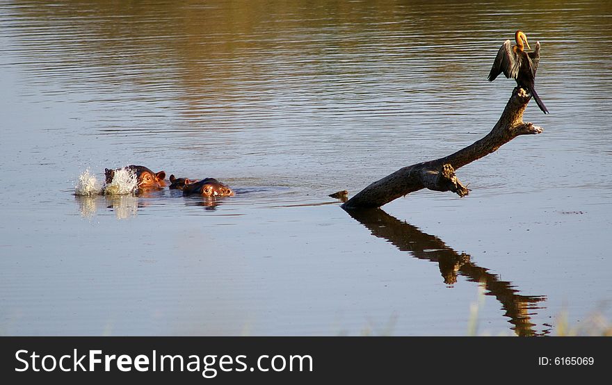 Female Hippopotamus with her baby in the water by a branch with a stork on blowing bubbles in the kruger park South Africa. Female Hippopotamus with her baby in the water by a branch with a stork on blowing bubbles in the kruger park South Africa