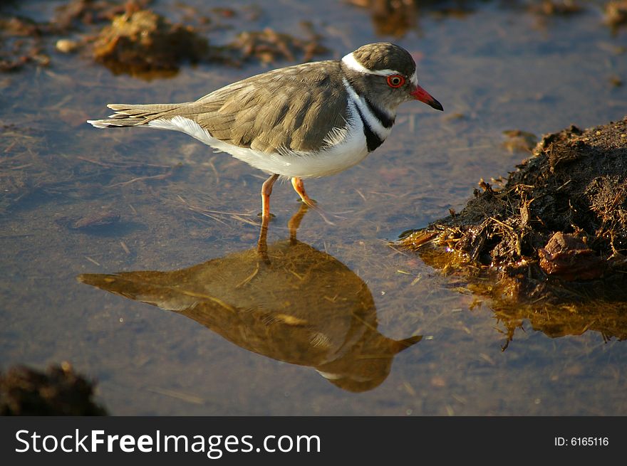 A Threebanded Plover walking in the water looking for food with his reflection