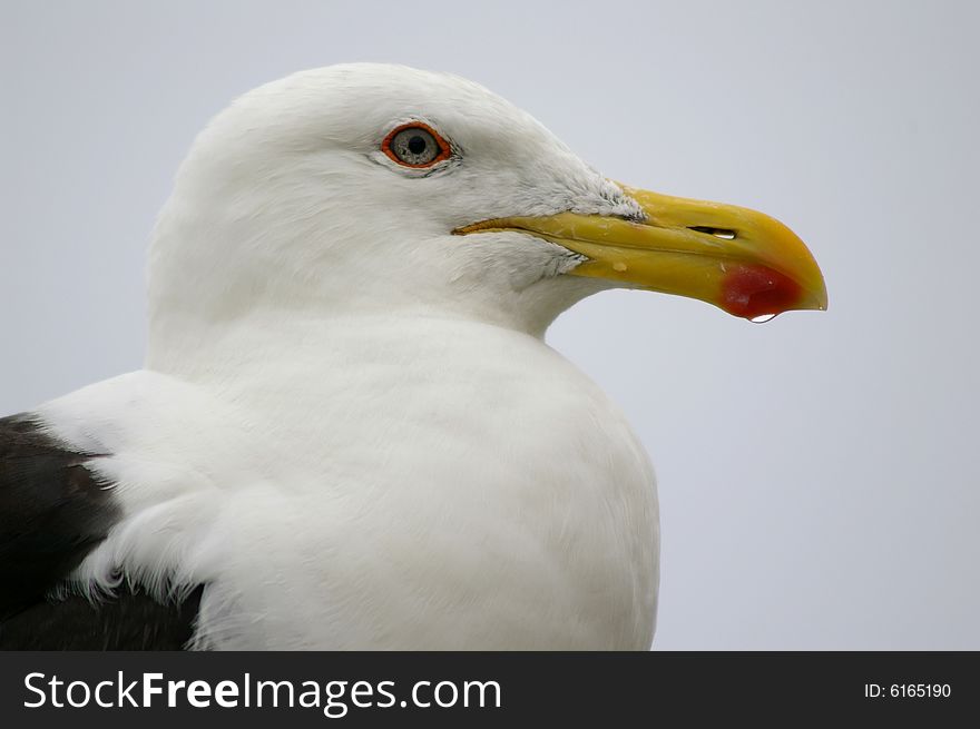 Head shot of a Herring Gull with a drop of water on his beak Cape South Africa. Head shot of a Herring Gull with a drop of water on his beak Cape South Africa