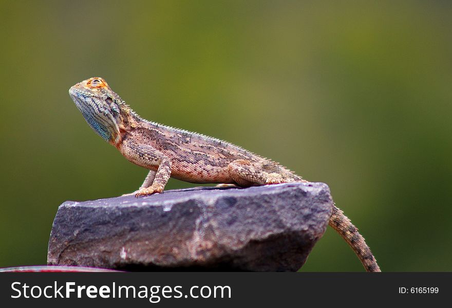 Beautiful lizard sitting on a rock. Beautiful lizard sitting on a rock