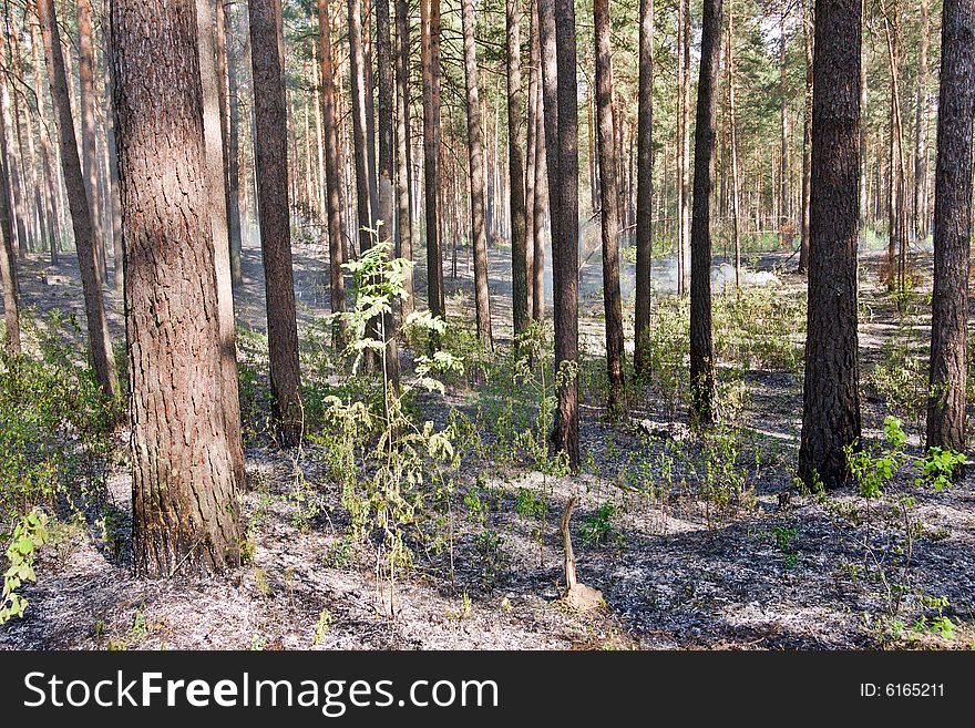 Fire in the pine tree forest. Fire in the pine tree forest