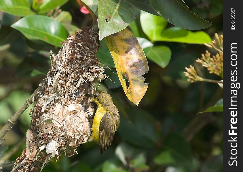 Female sunbird feeding her chick in her nest in an ixora bush. Female sunbird feeding her chick in her nest in an ixora bush