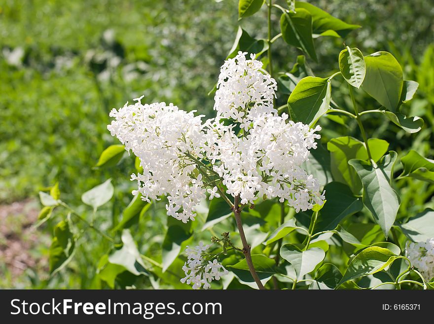 White lilac flowers in the park