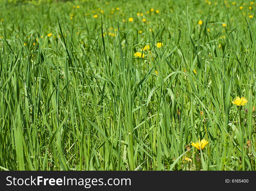 Green grass blades on the sun light