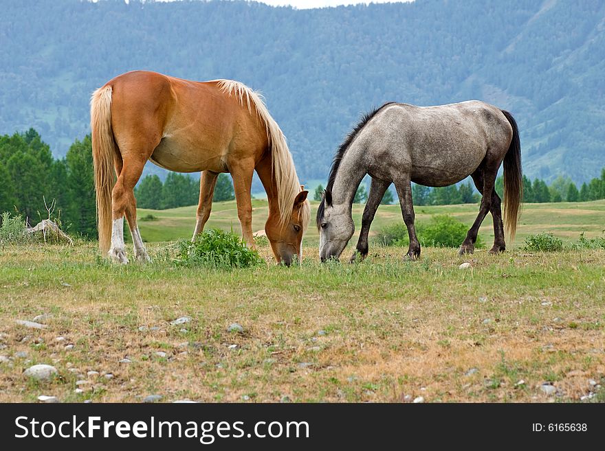 Two horses on mountains meadow