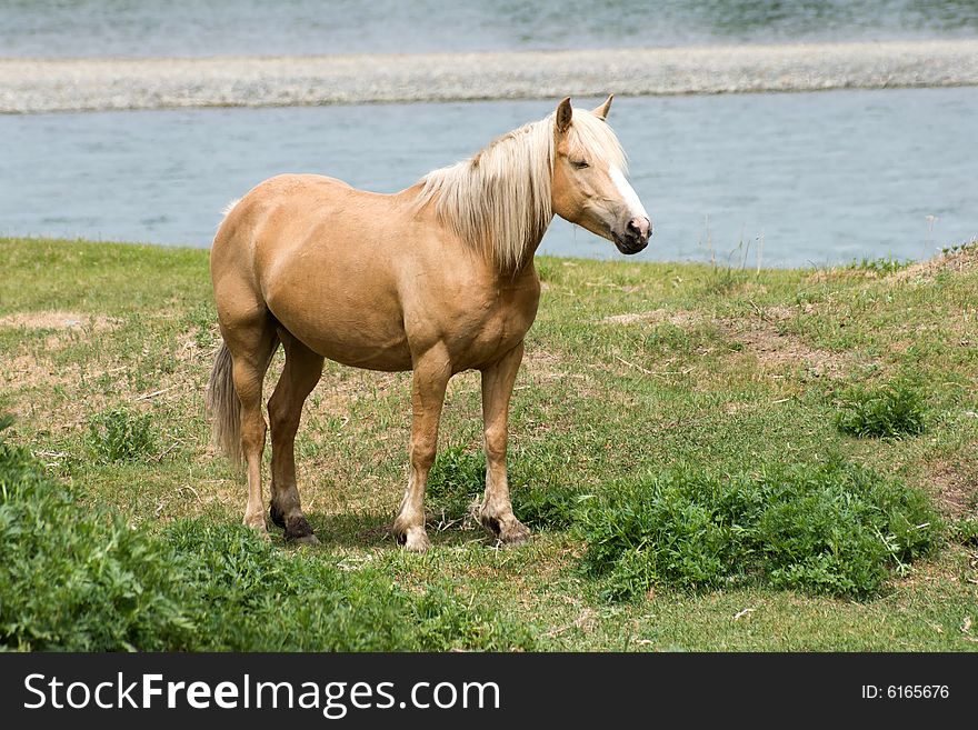 Horse on meadow near river. Horse on meadow near river