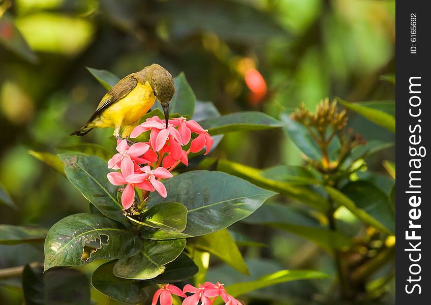 Sunbird Feeding on Ixora