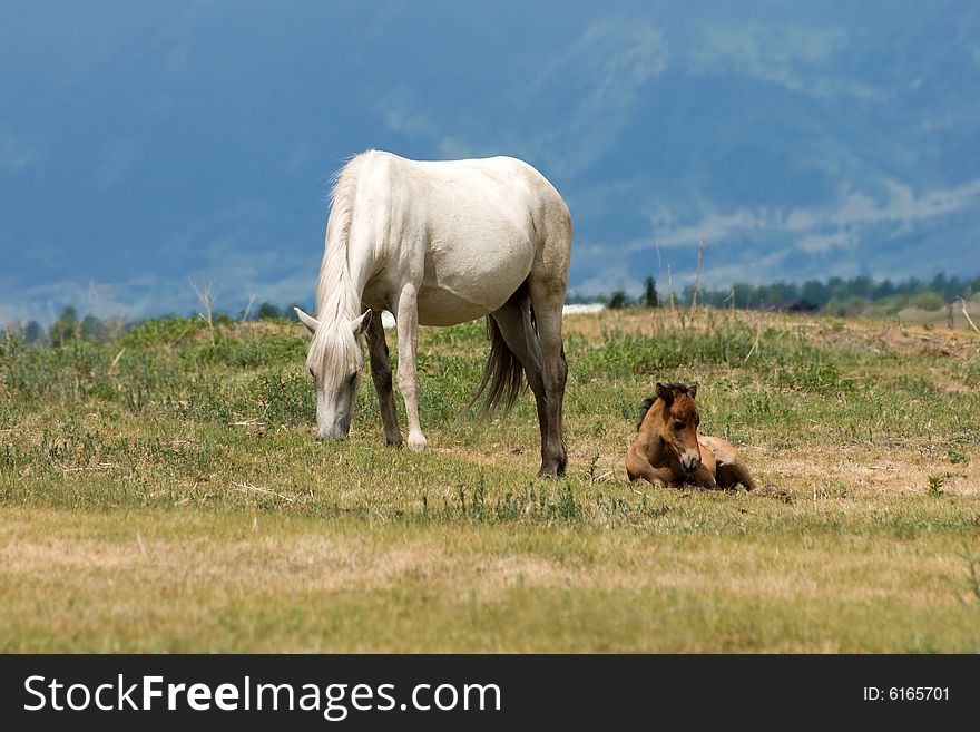 Horse with foal at mountains meadow