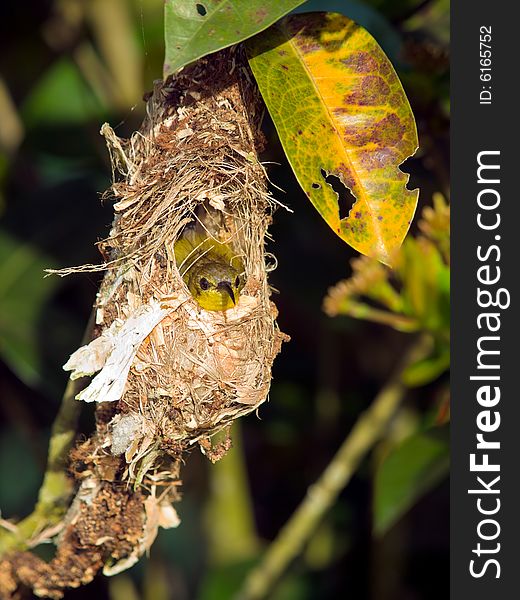 Female sunbird sitting in her nest in an ixora bush. Female sunbird sitting in her nest in an ixora bush