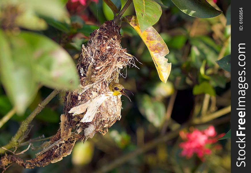 Female sunbird sitting in her nest in an ixora bush. Female sunbird sitting in her nest in an ixora bush