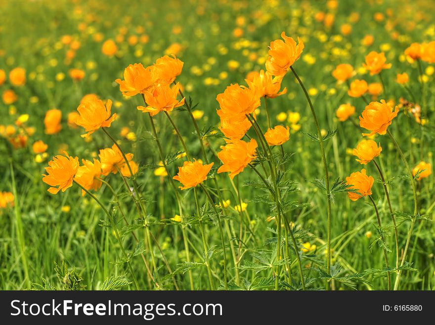 Globe-flowers Field