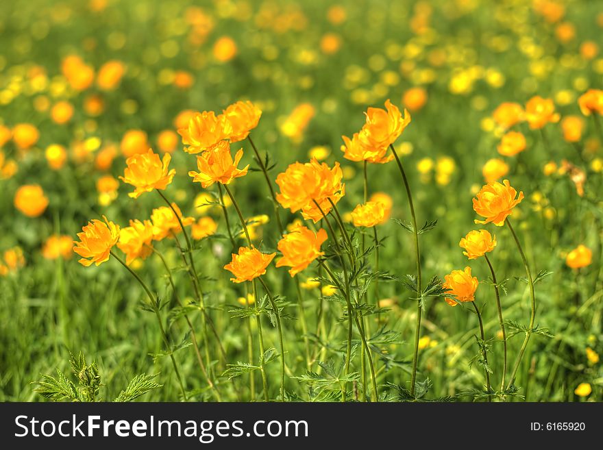 Globe-flowers Field