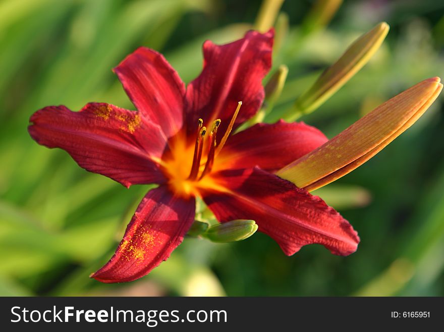 Flower of day-lily in a garden