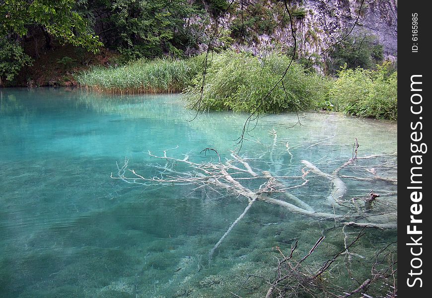 Sunken wood in a lake