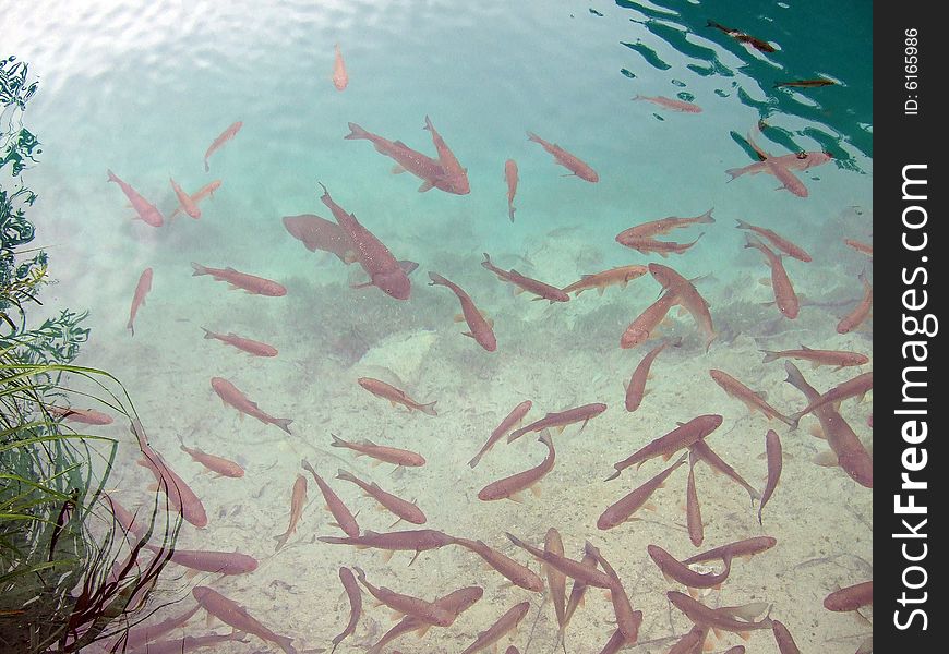 Trout in the transparent water of Lake Plitwitz, Croatia. Trout in the transparent water of Lake Plitwitz, Croatia