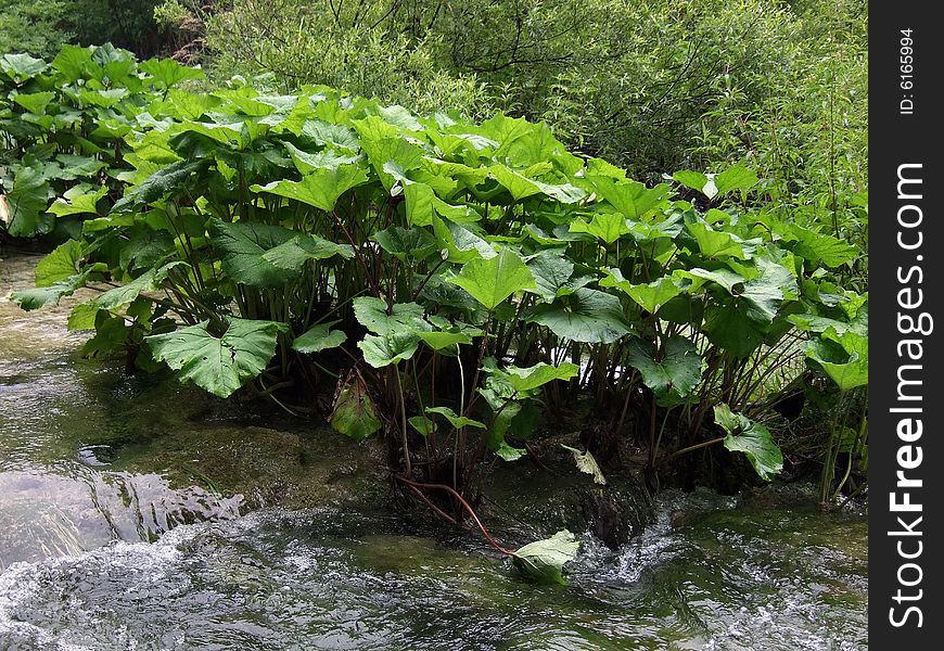 Rapids in the woods