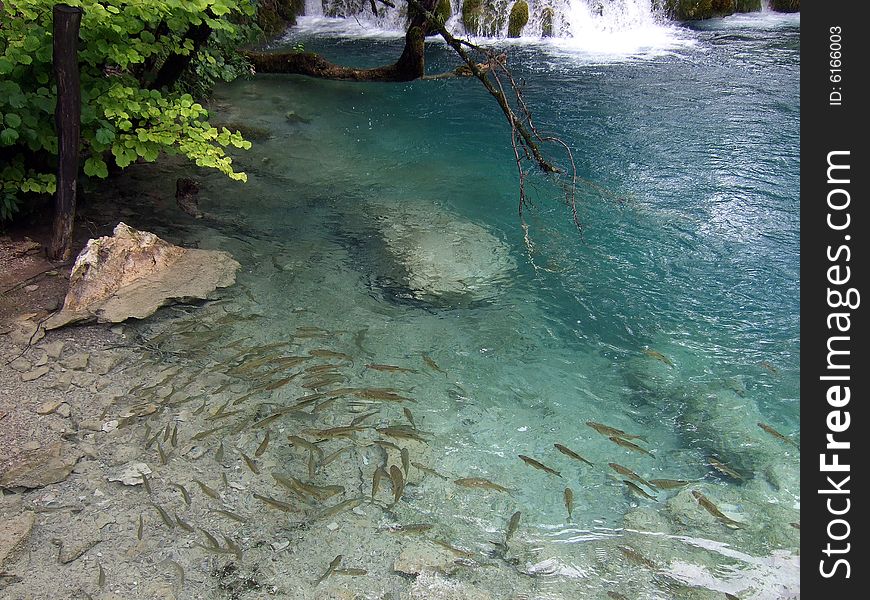 Trout near a small waterfall, Lake Plitwitz, Croatia. Trout near a small waterfall, Lake Plitwitz, Croatia