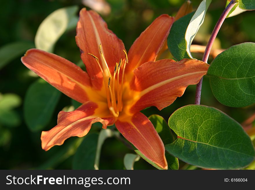 Flower of day-lily in a garden