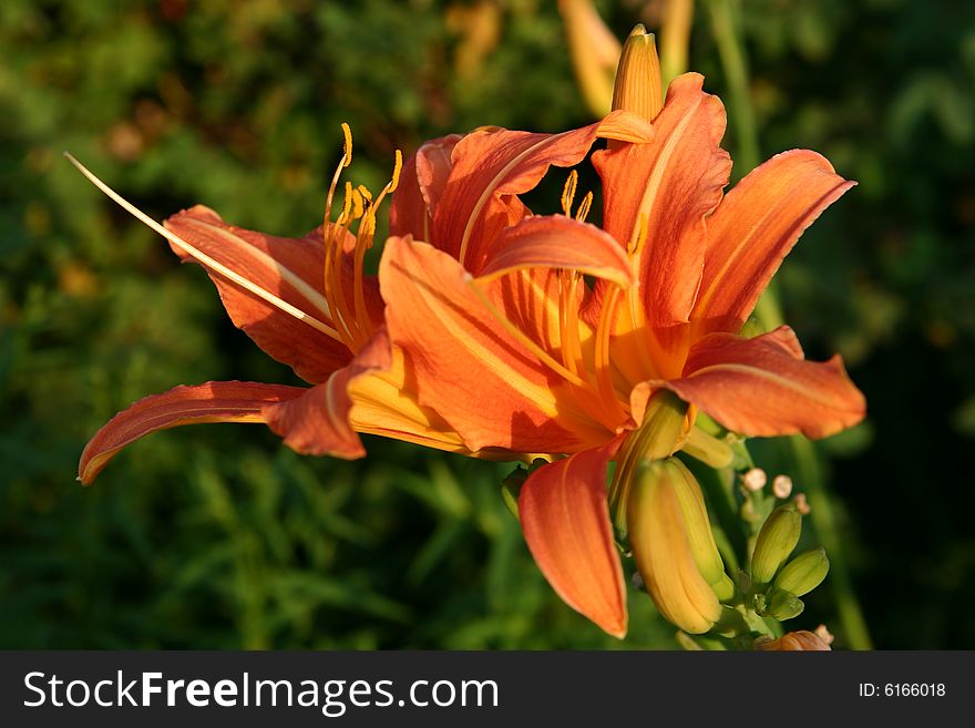 Flowers of daylily in a garden