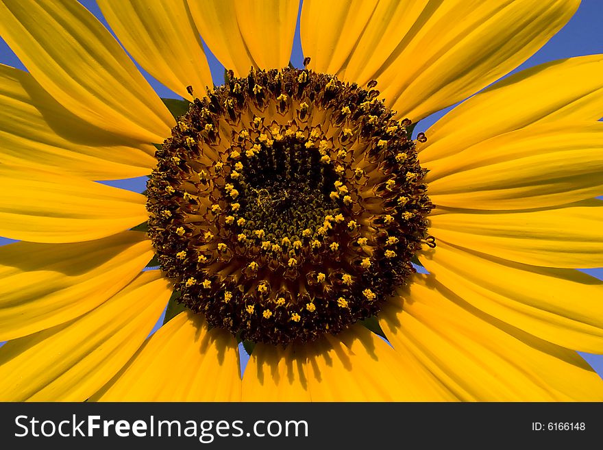 A closeup of a sunflower on a summers day. A closeup of a sunflower on a summers day