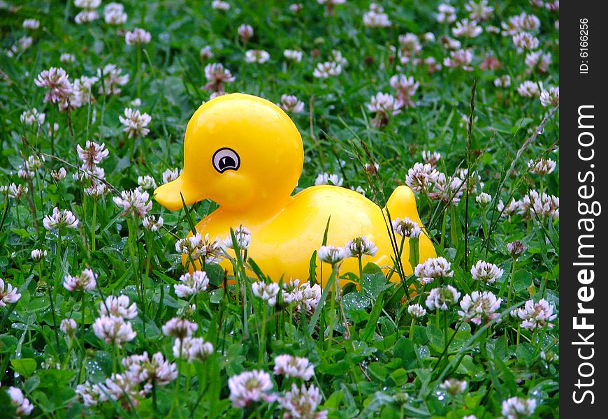 The toy duck sits on a grass in the rain. The toy duck sits on a grass in the rain