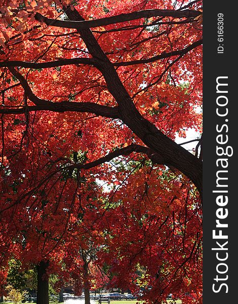 Fall foliage in Knight\'s Park, Collingswood, NJ. Fall foliage in Knight\'s Park, Collingswood, NJ