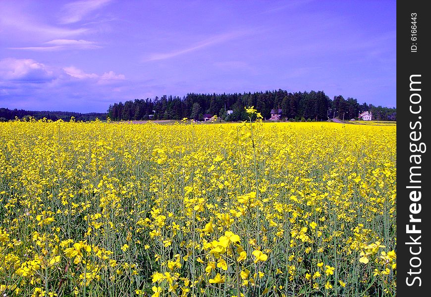 Field of yellow flowers and blue sky