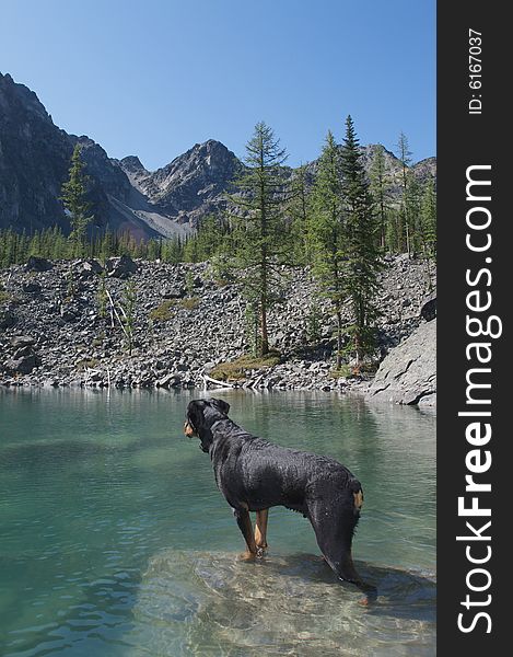 Tanker the Rottweiler watching a lake