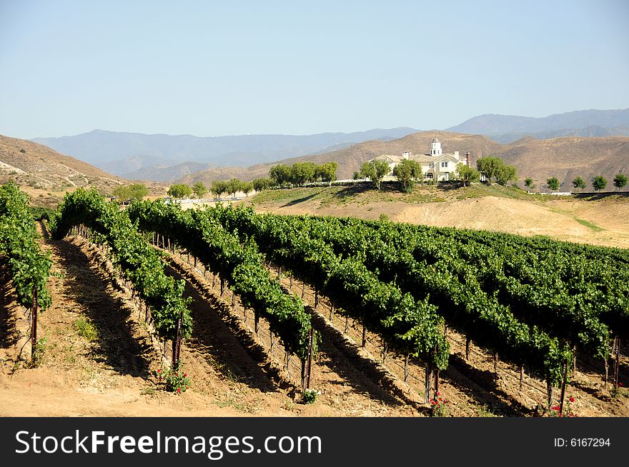 Rolling hills of a vineyard in southern california